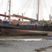 Seestern im Hafen von Hallig Hooge